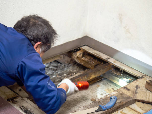 Best Mold Testing and Inspection Services in South Lancaster, MA