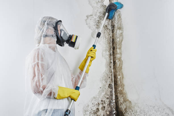 Best Black Mold Remediation in South Lancaster, MA