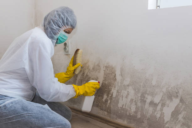 Best Industrial Mold Remediation in South Lancaster, MA