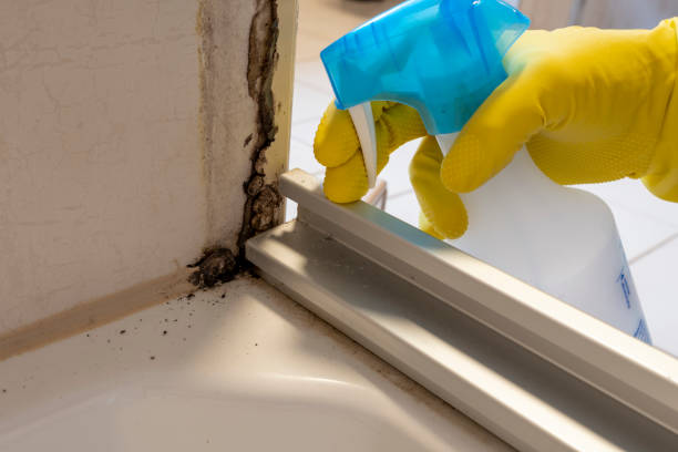 Best Post-Flood Mold Remediation in South Lancaster, MA