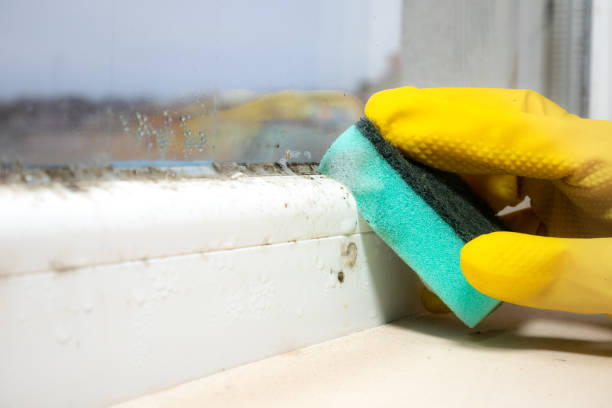 Professional Mold Remediation in South Lancaster, MA