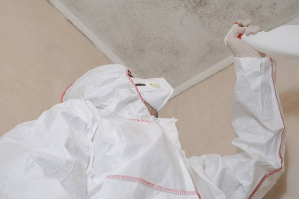 Best Preventive Mold Services in South Lancaster, MA