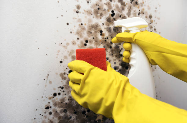 Best Bathroom Mold Remediation in South Lancaster, MA