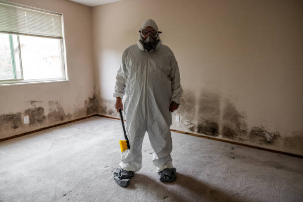 Best Black Mold Remediation in South Lancaster, MA