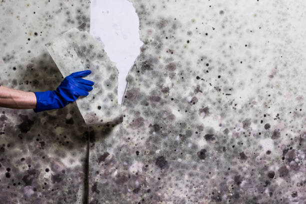 Best Post-Remediation Services in South Lancaster, MA