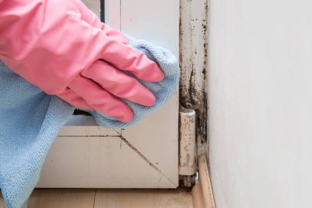 Best Mold Remediation for Specific Building Types in South Lancaster, MA