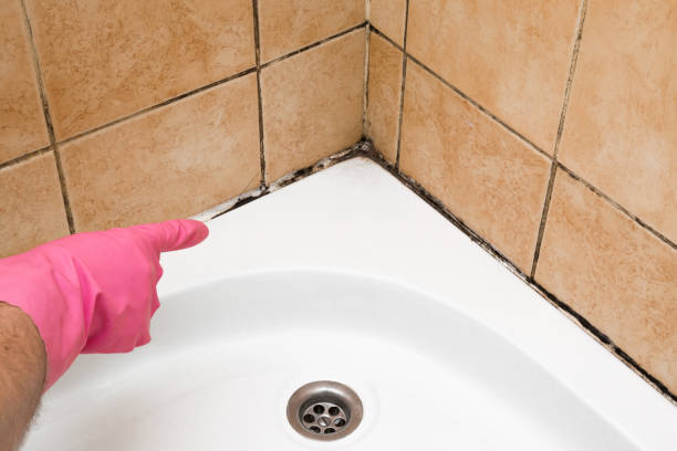 Best White Mold Remediation in South Lancaster, MA